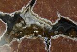 Polished, Black Rock Desert Thunderegg (Half) - Nevada #376197-1